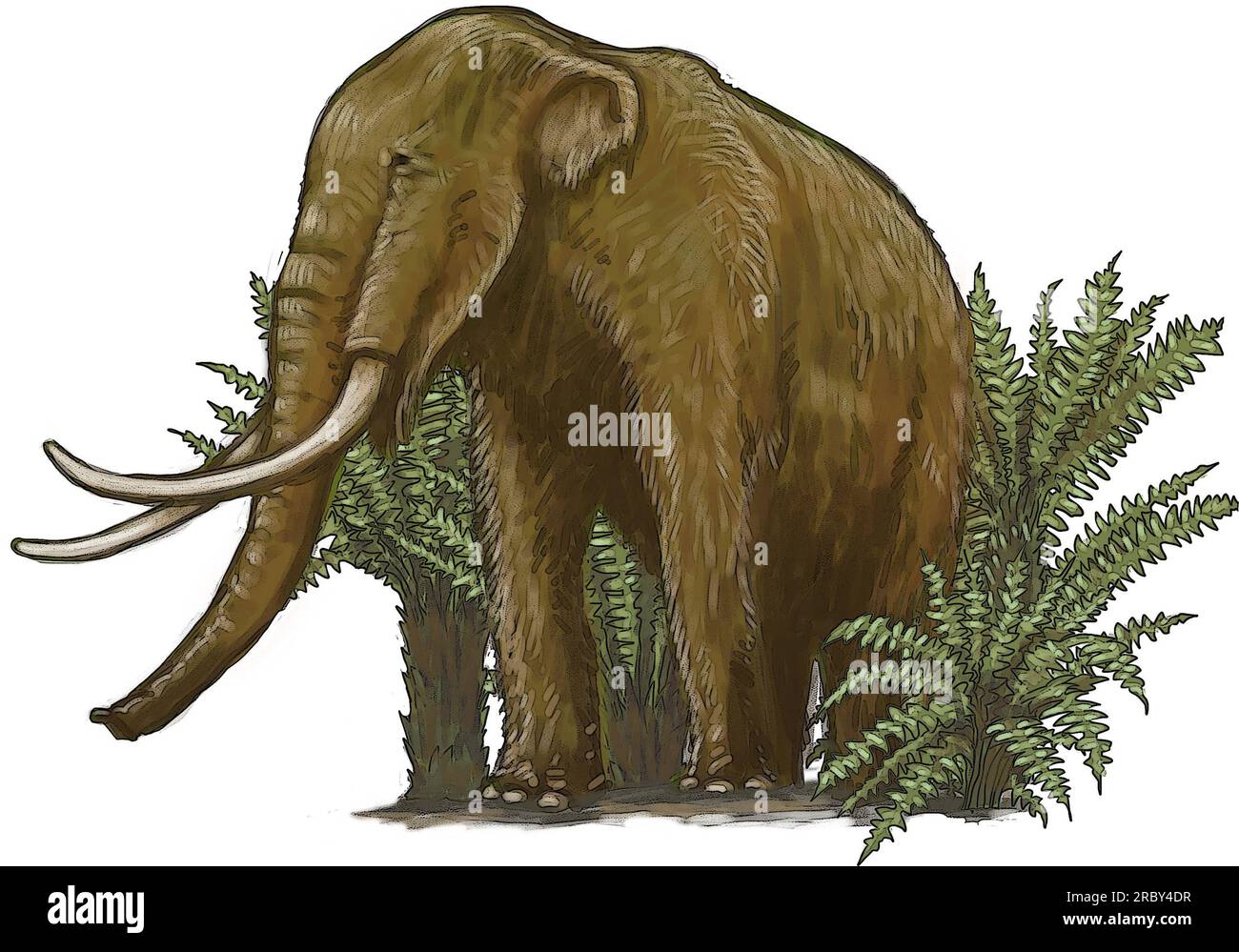 Art of young woolly mammoth (Mammuthus primigenius) species that lived during the Pleistocene until its extinction in the Holocene, elephant ancestor. Stock Photo