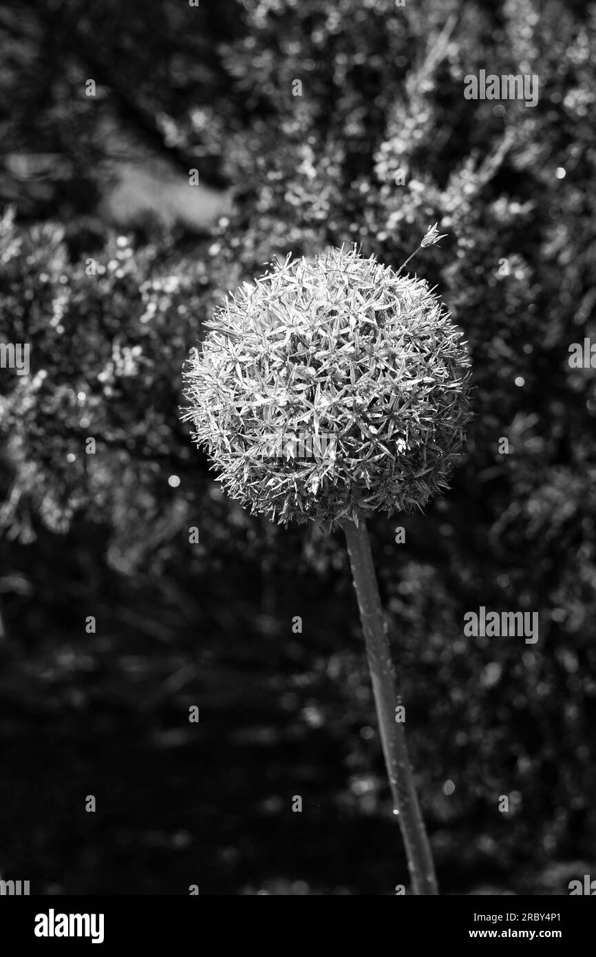 Allium plant Black and White Stock Photos & Images - Alamy