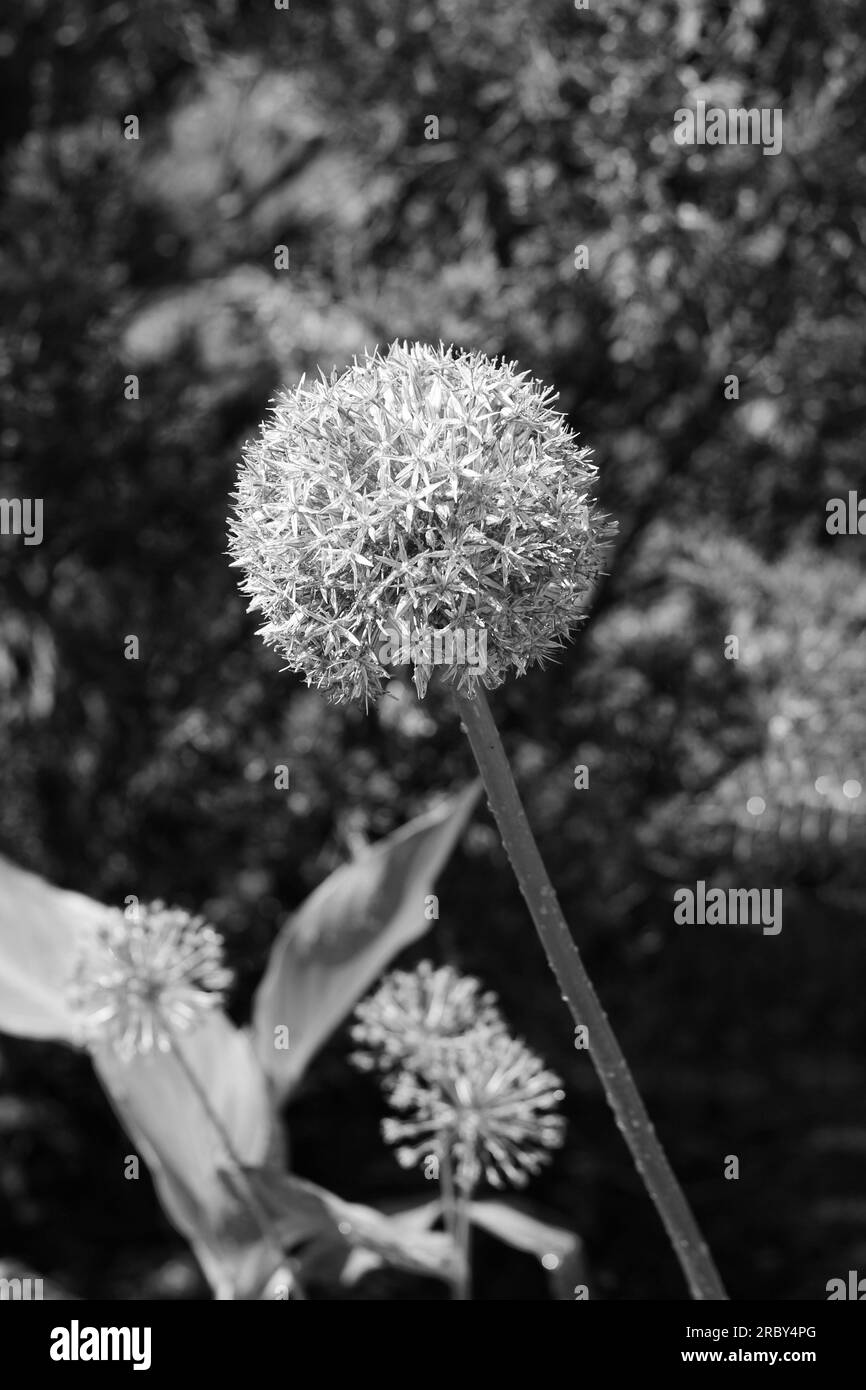 Allium plants Black and White Stock Photos & Images - Alamy