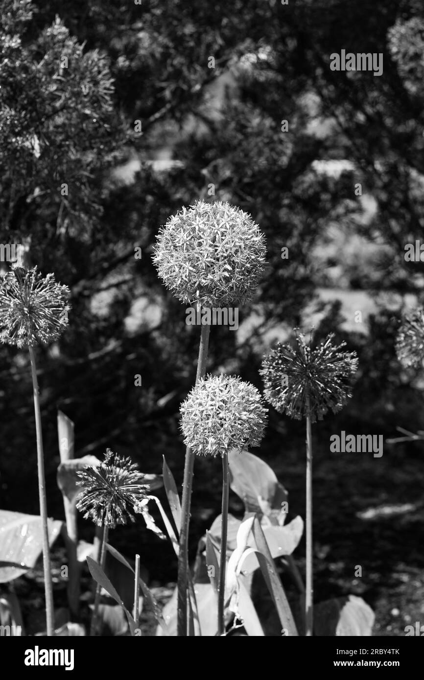 Allium plants Black and White Stock Photos & Images - Alamy