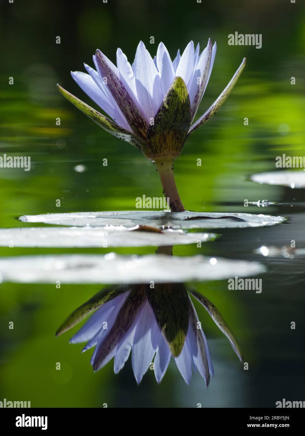 Water Lily in the Pond Stock Photo - Alamy