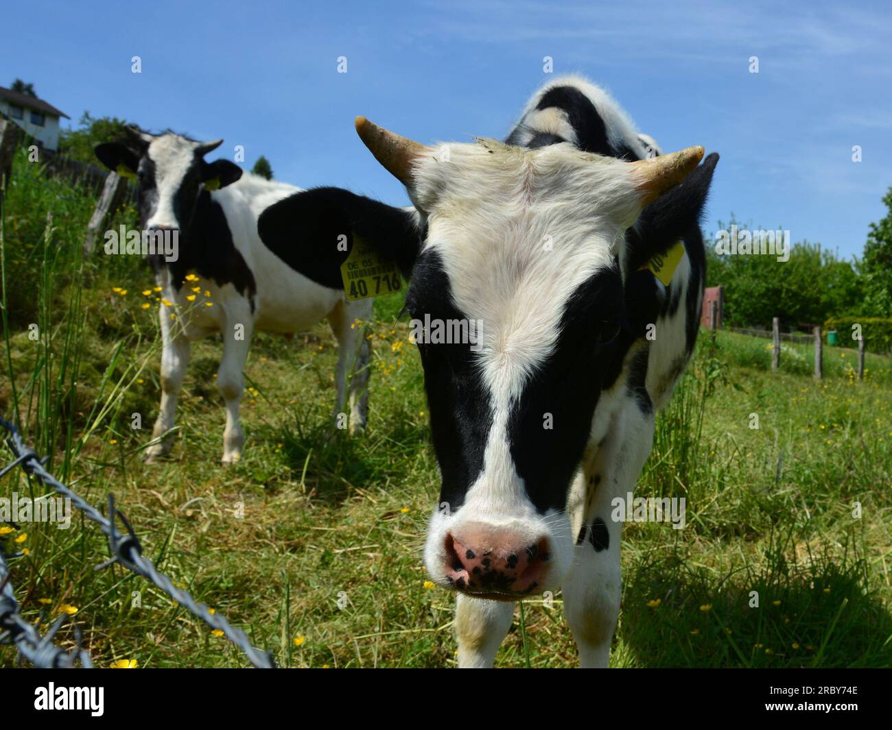 Cute calf in black and white Stock Photo - Alamy