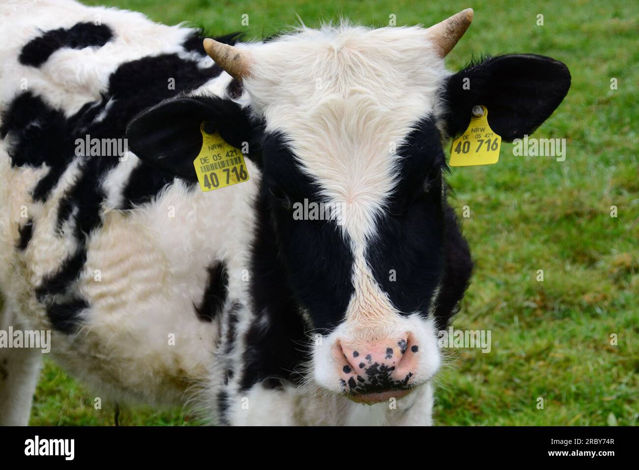 Cute calves in black and white Stock Photo Alamy