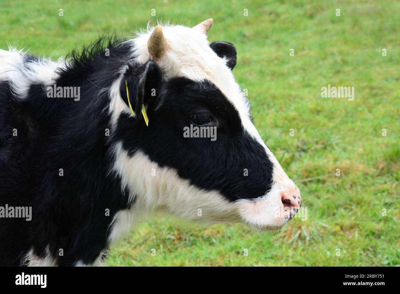 Cute calf in black and white Stock Photo - Alamy