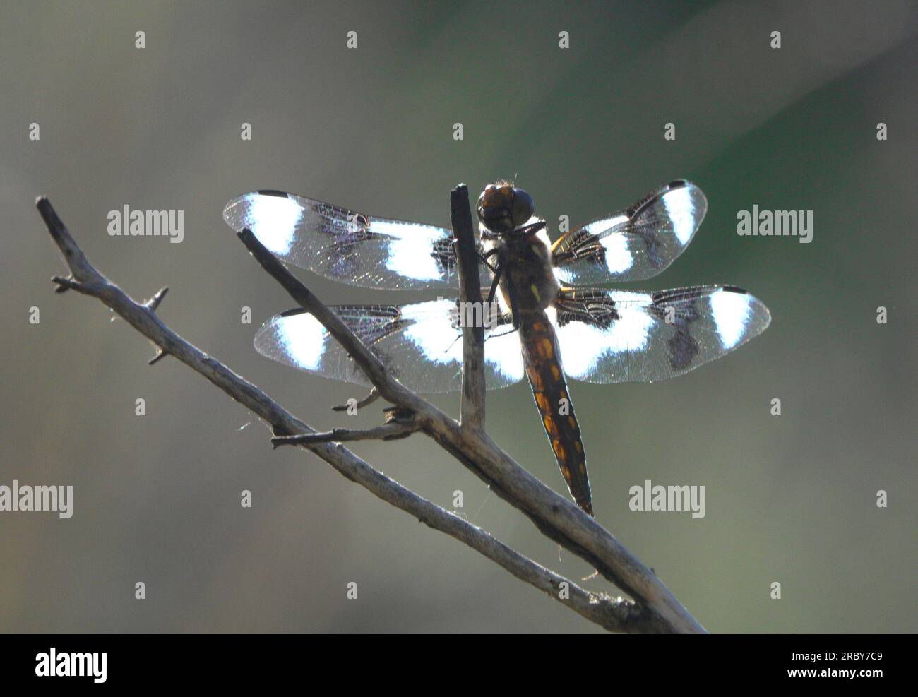 Four-Spotted Skimmer Dragonfly Capri Leggings – 57 Peaks