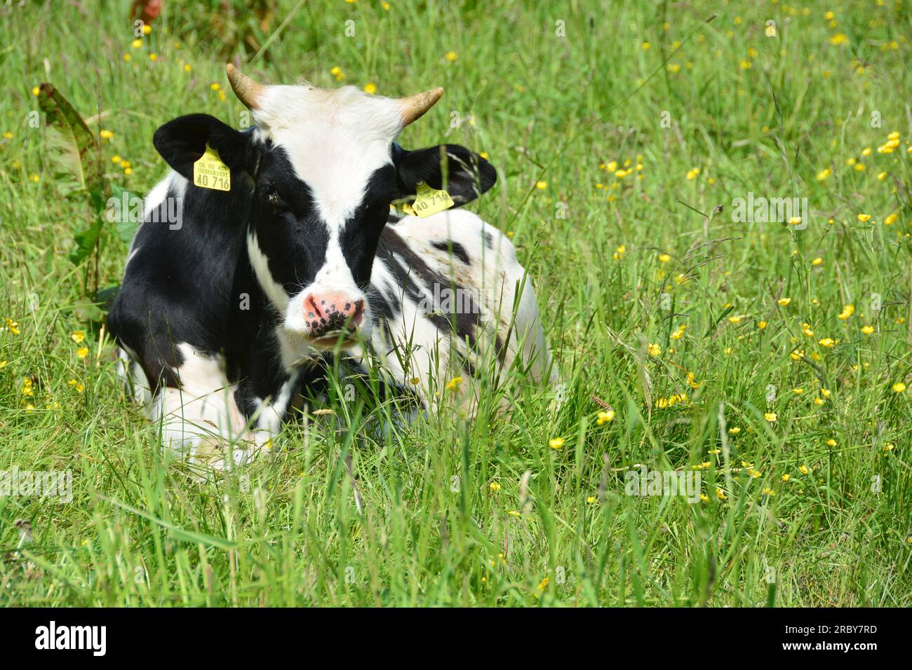 Cute calf in black and white Stock Photo - Alamy