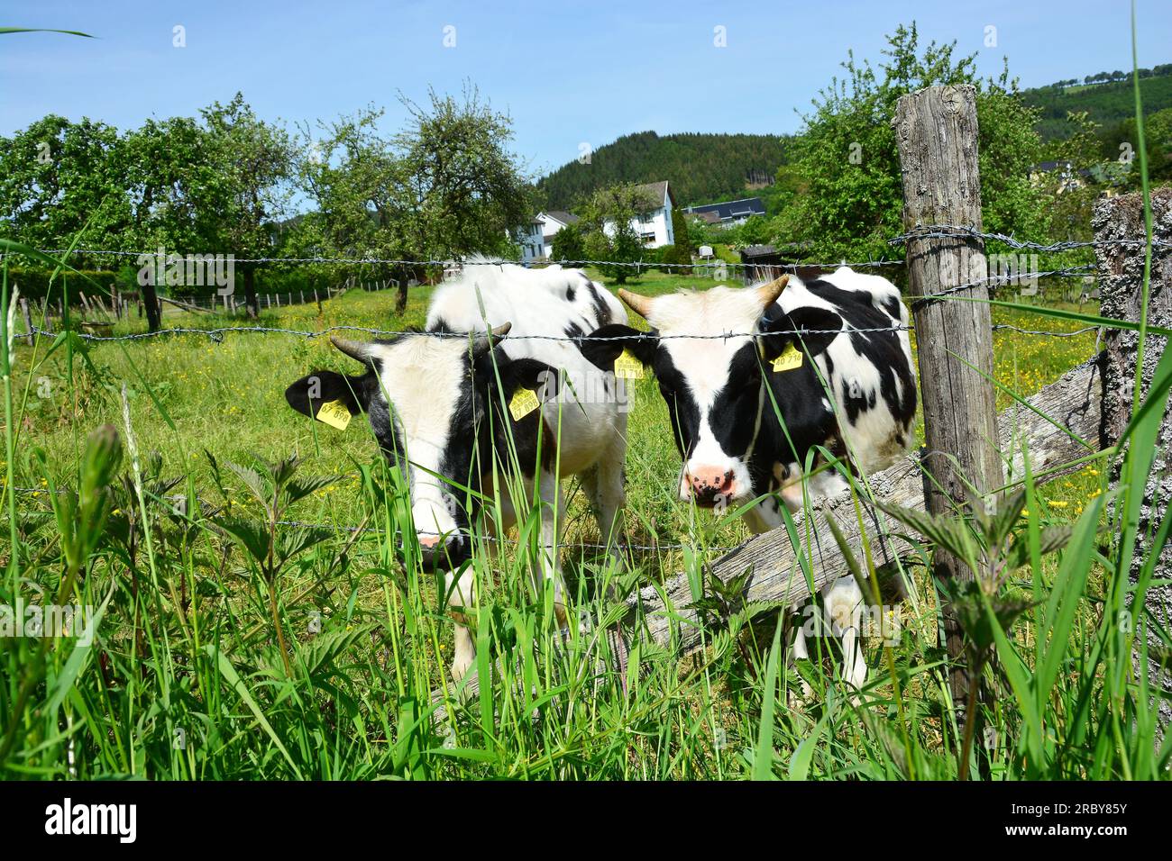 Cute calves in black and white Stock Photo - Alamy