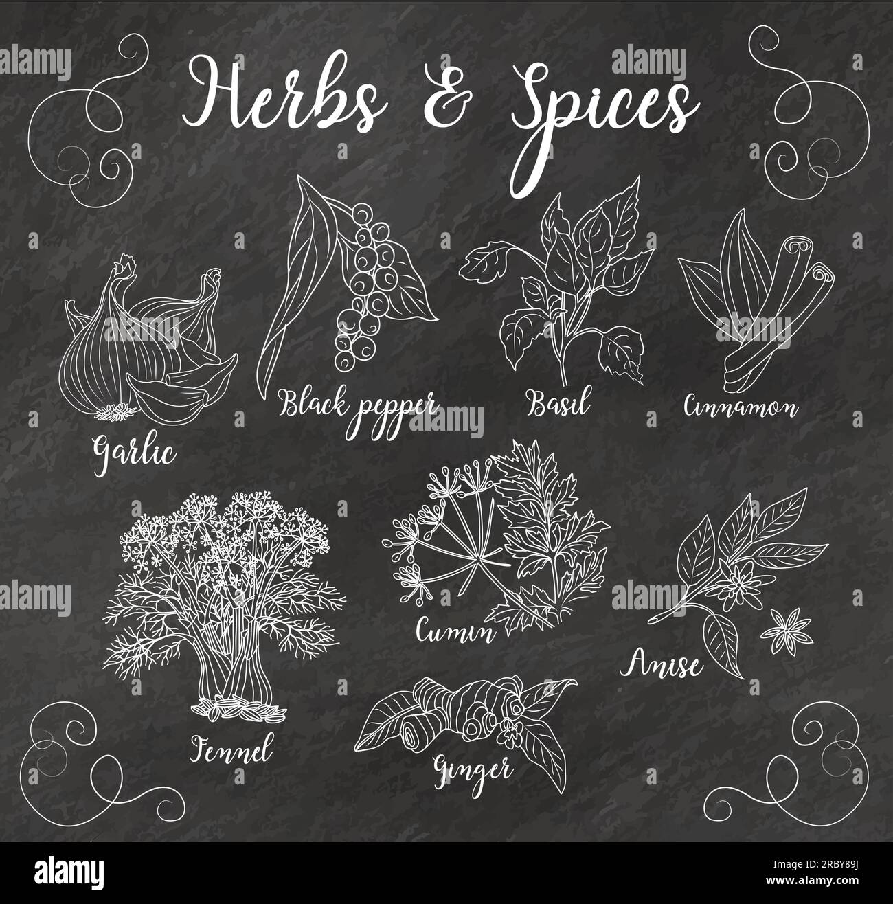 Herbs and spices hand drawn vector isolated.  Stock Vector
