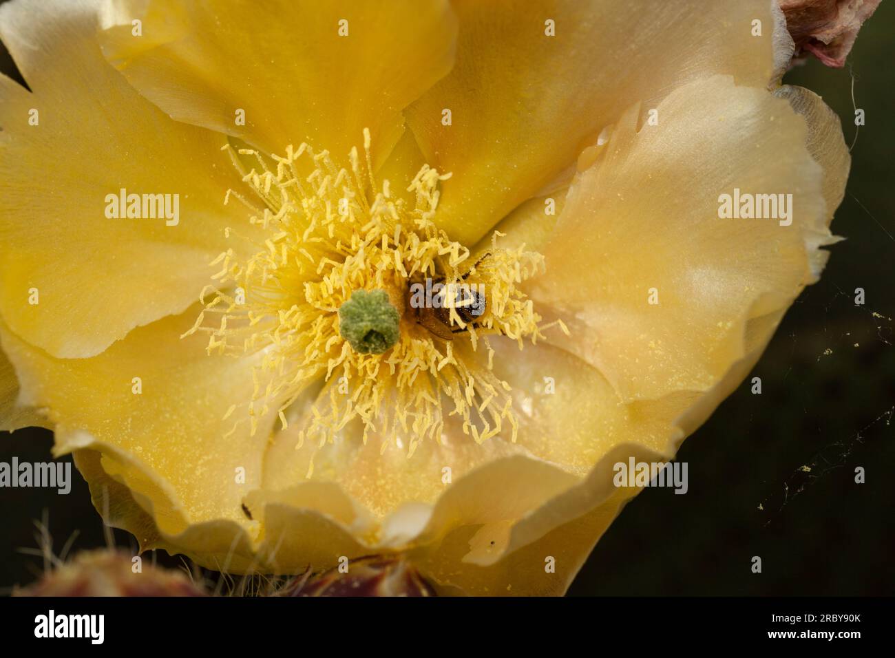 Close up of a bee on yellow cactus flower Stock Photo