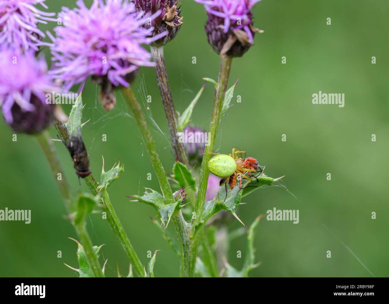 Cucumber Spider (Araniella cucurbitina) with soldier beetle prey stuck
