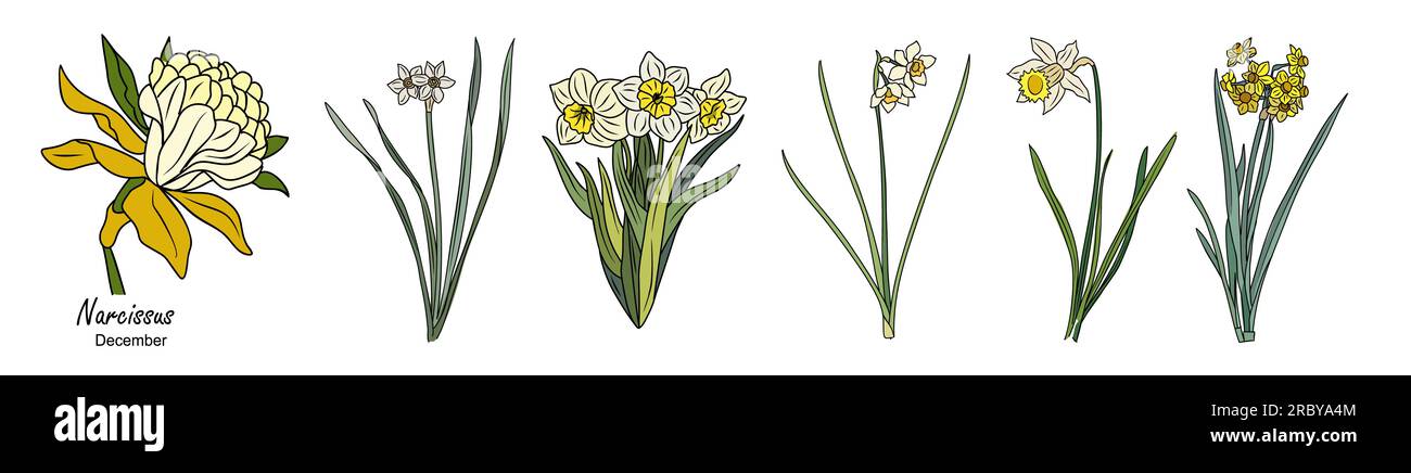 December birth month flower deals