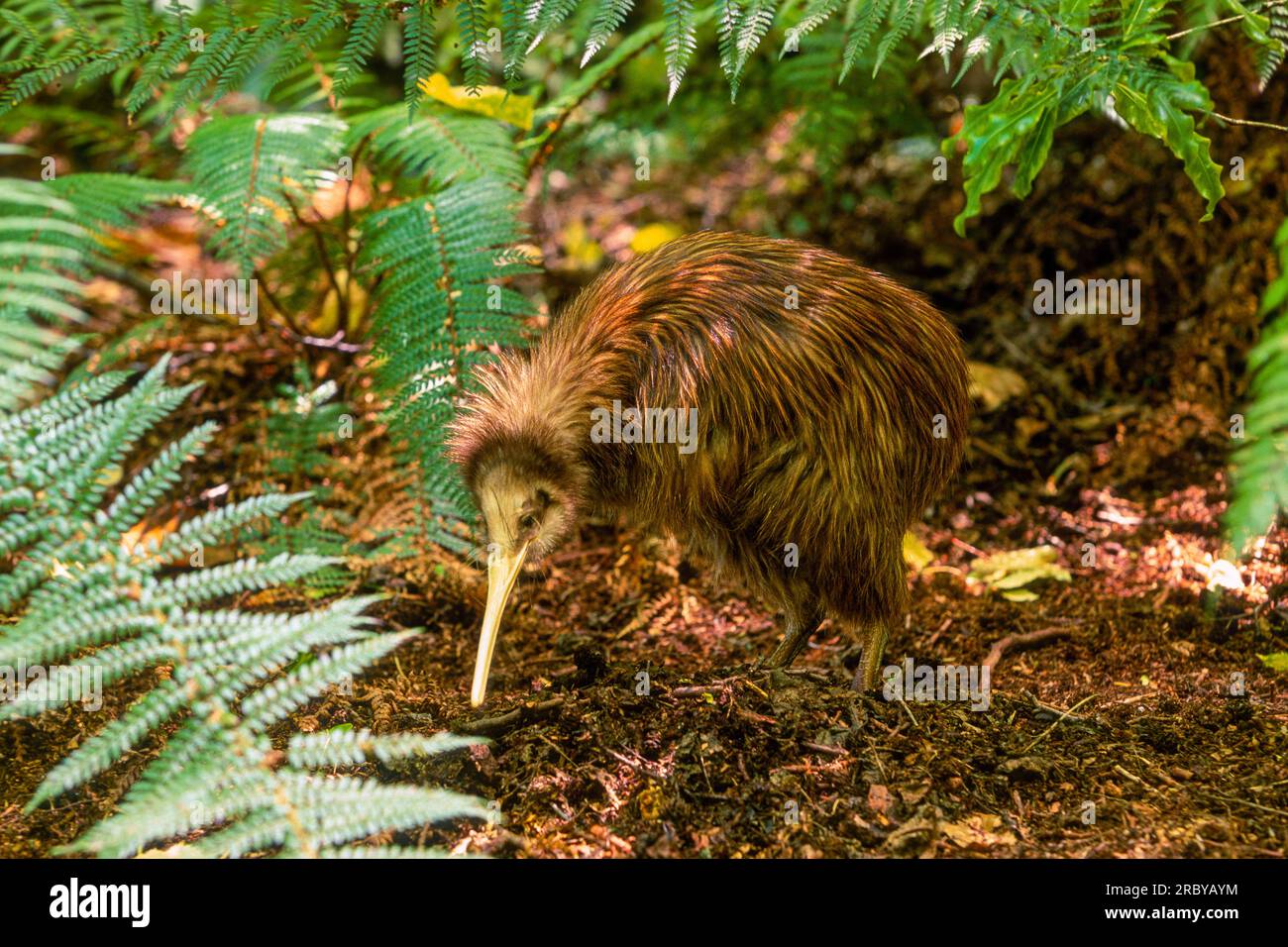 Kiwi Bird, South Island, New Zealand, South Western Pacific Ocean Stock Photo