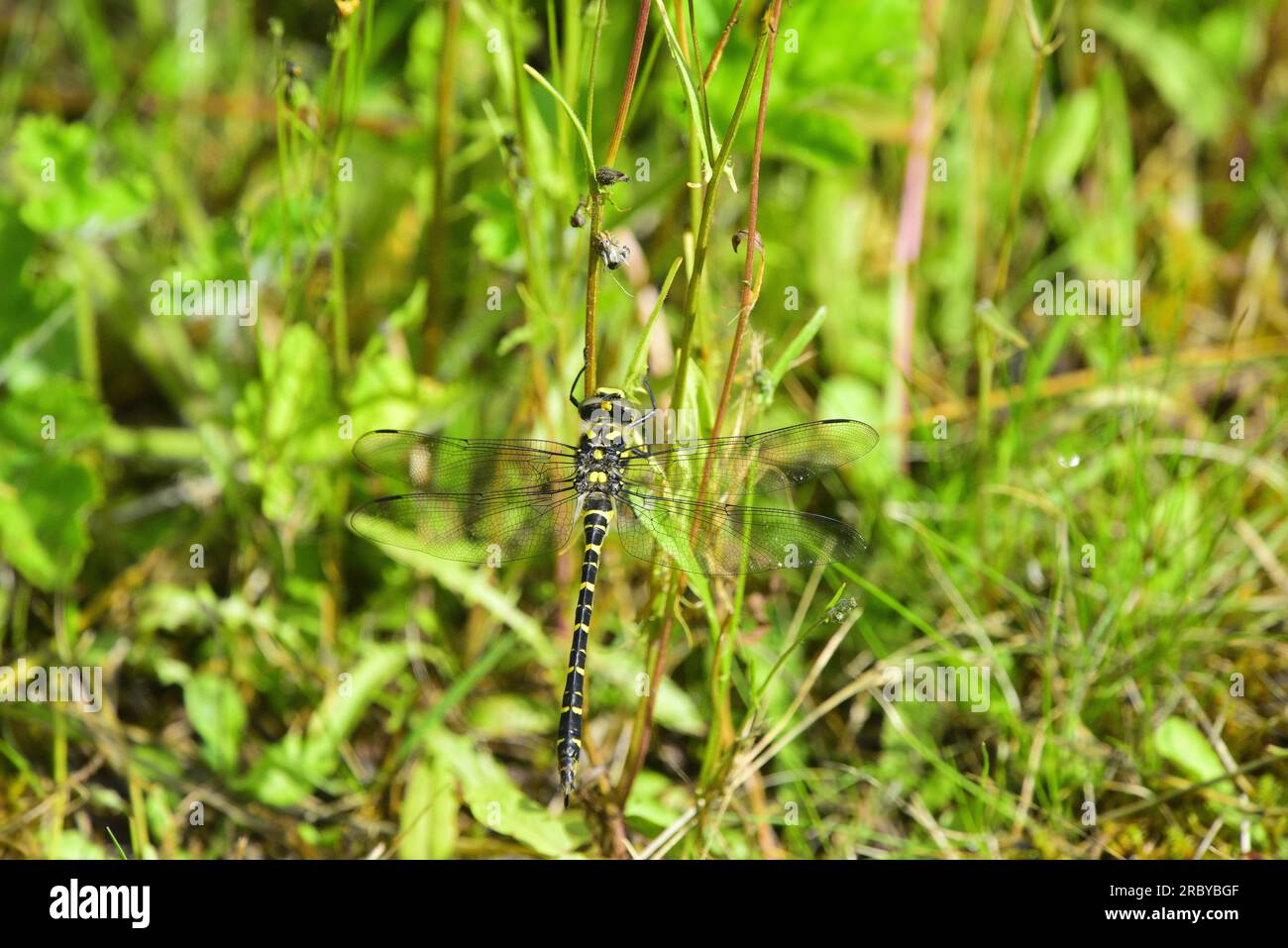 Goldenringed dragonfly at Callander Scotland Stock Photo Alamy