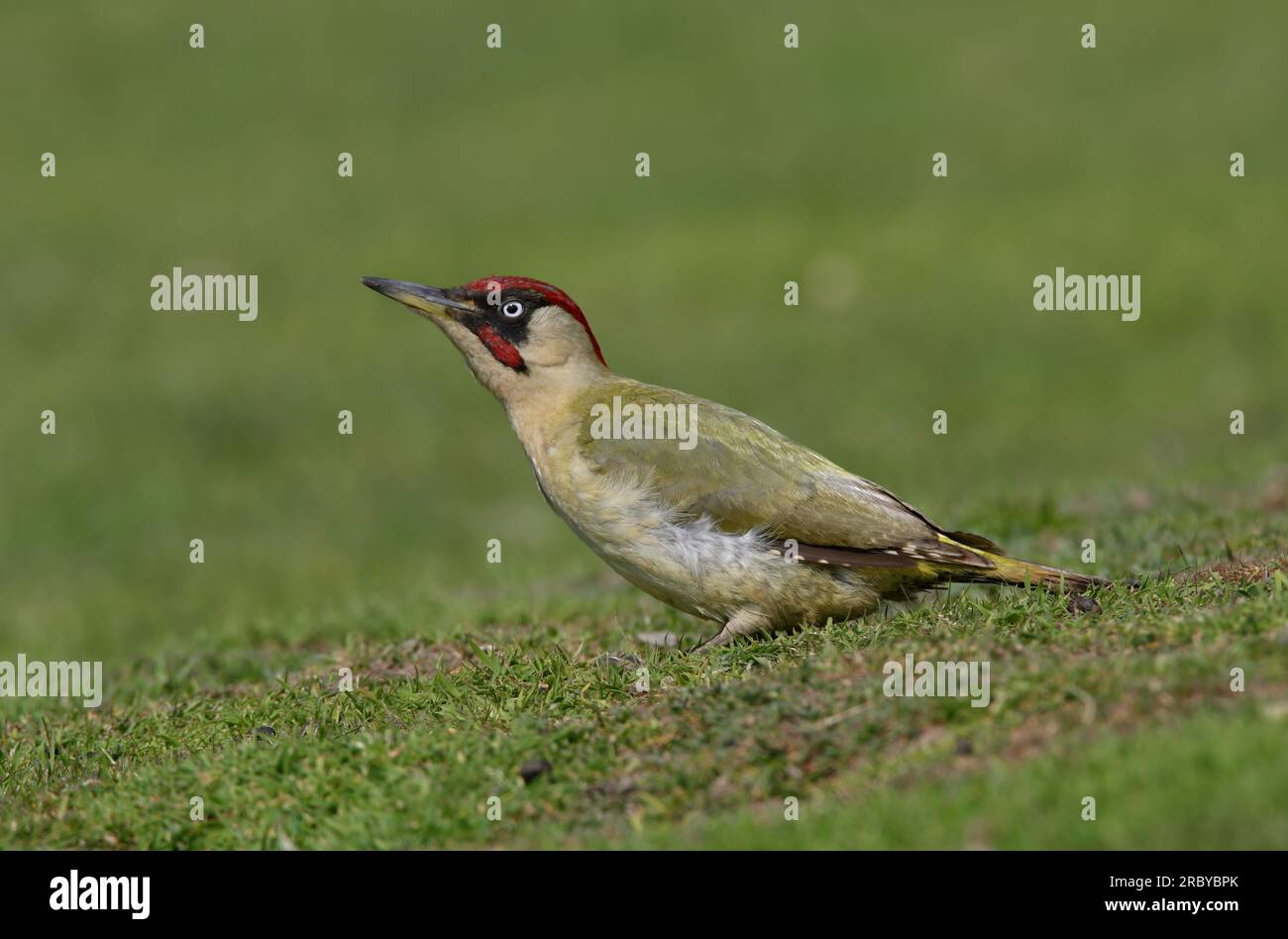 Picus viridis england hi-res stock photography and images - Alamy