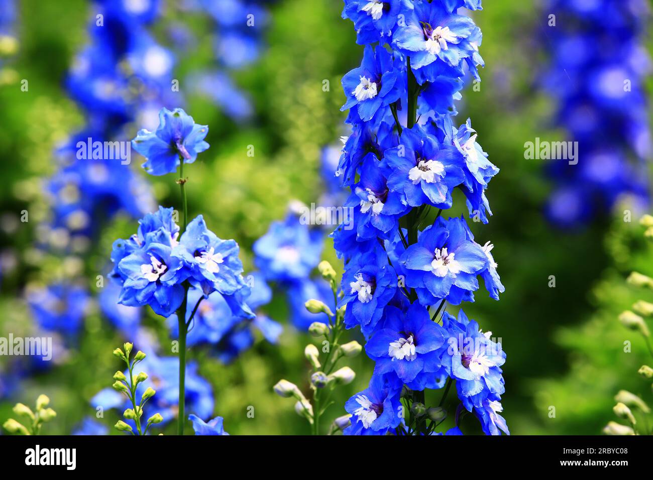blue Delphinium or Candle Delphinium or English Larkspur or Tall ...