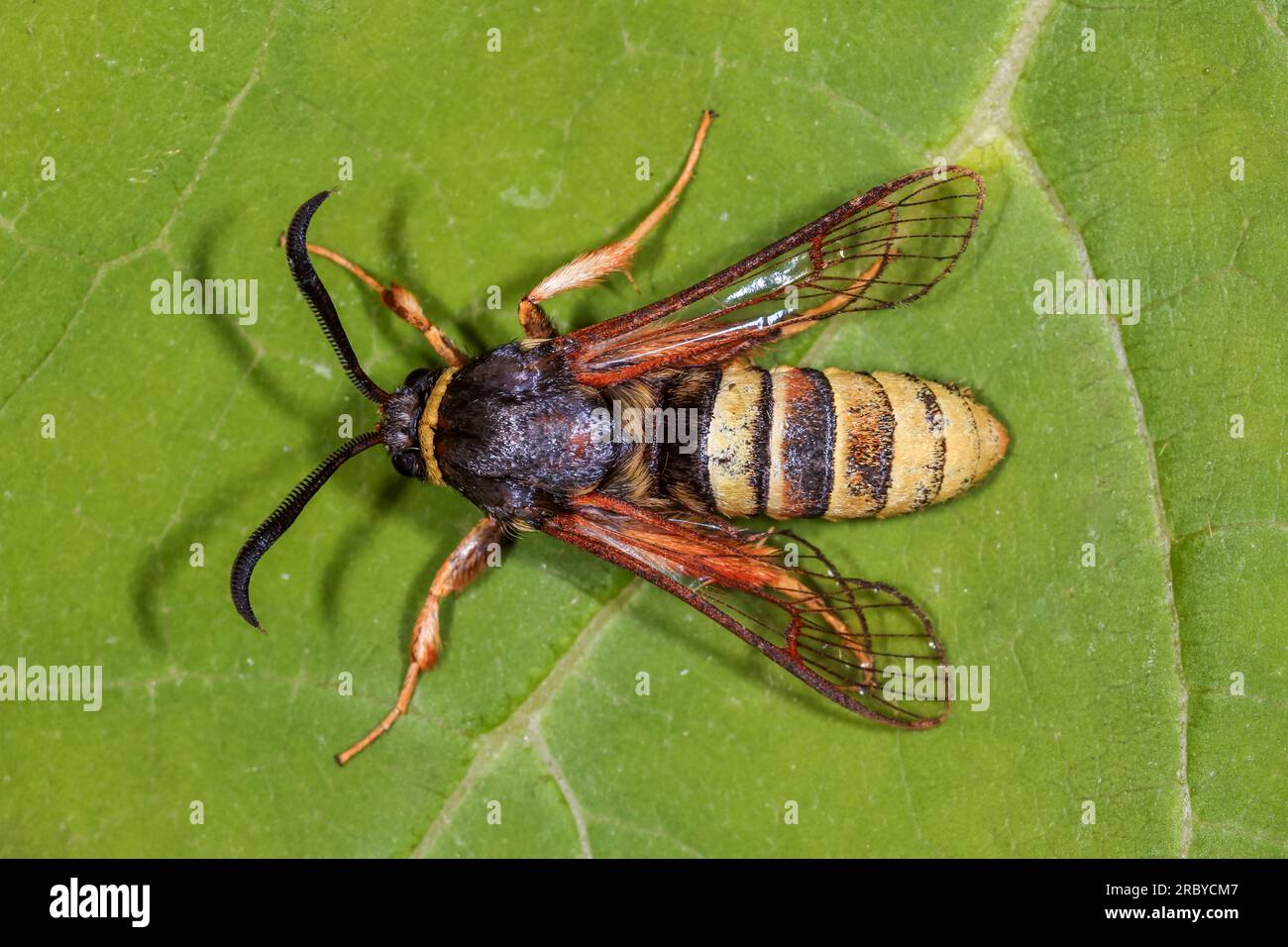 Lunar Hornet Moth - Sesia bembeciformis (Hübner, [1806]) - Sesiidae, Sesiinae - Male of this large wasp-mimic species sitting on a leaf Stock Photo
