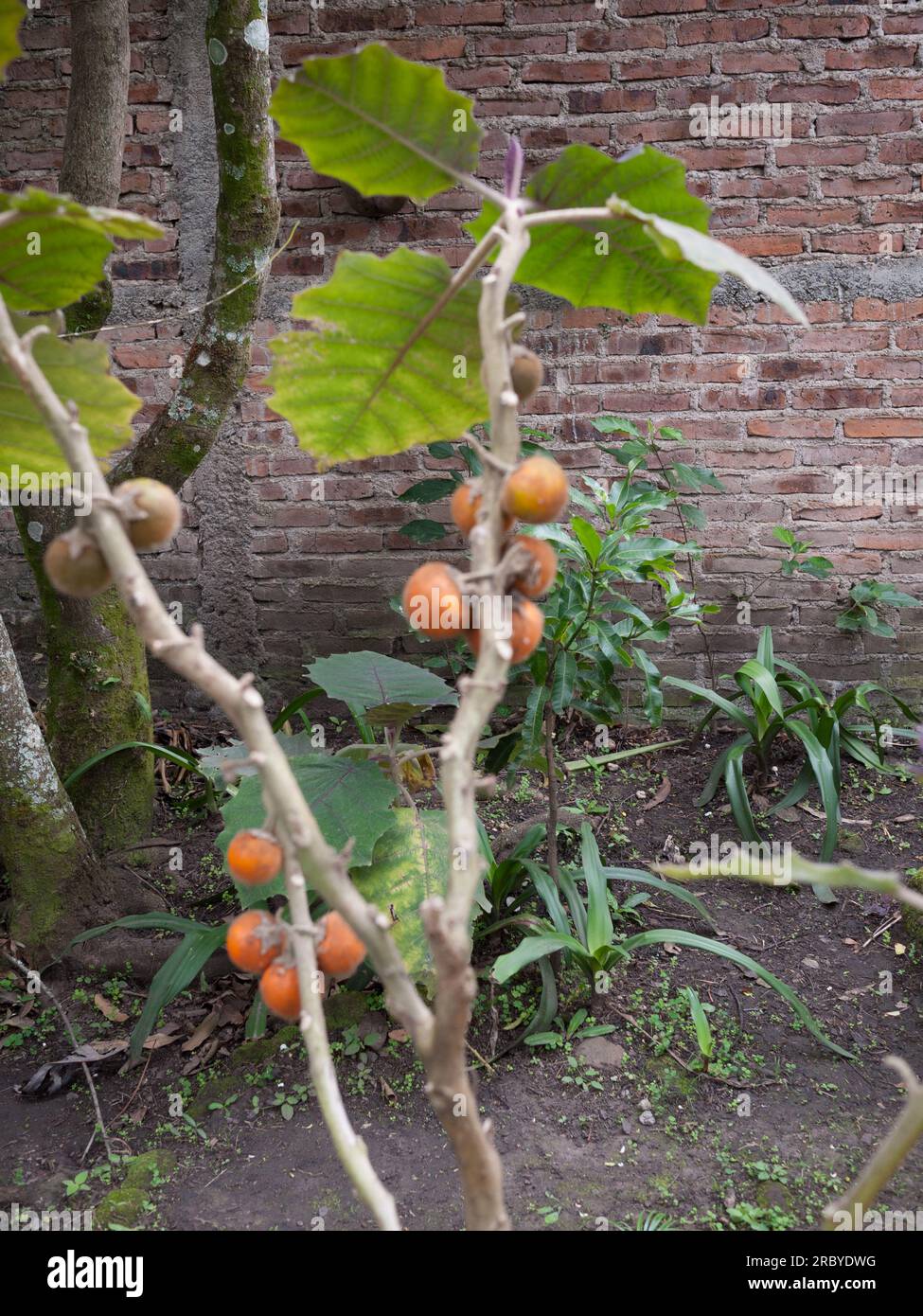 Naranjilla (Solanum quitoense) plant and fruit in a garden with other ...