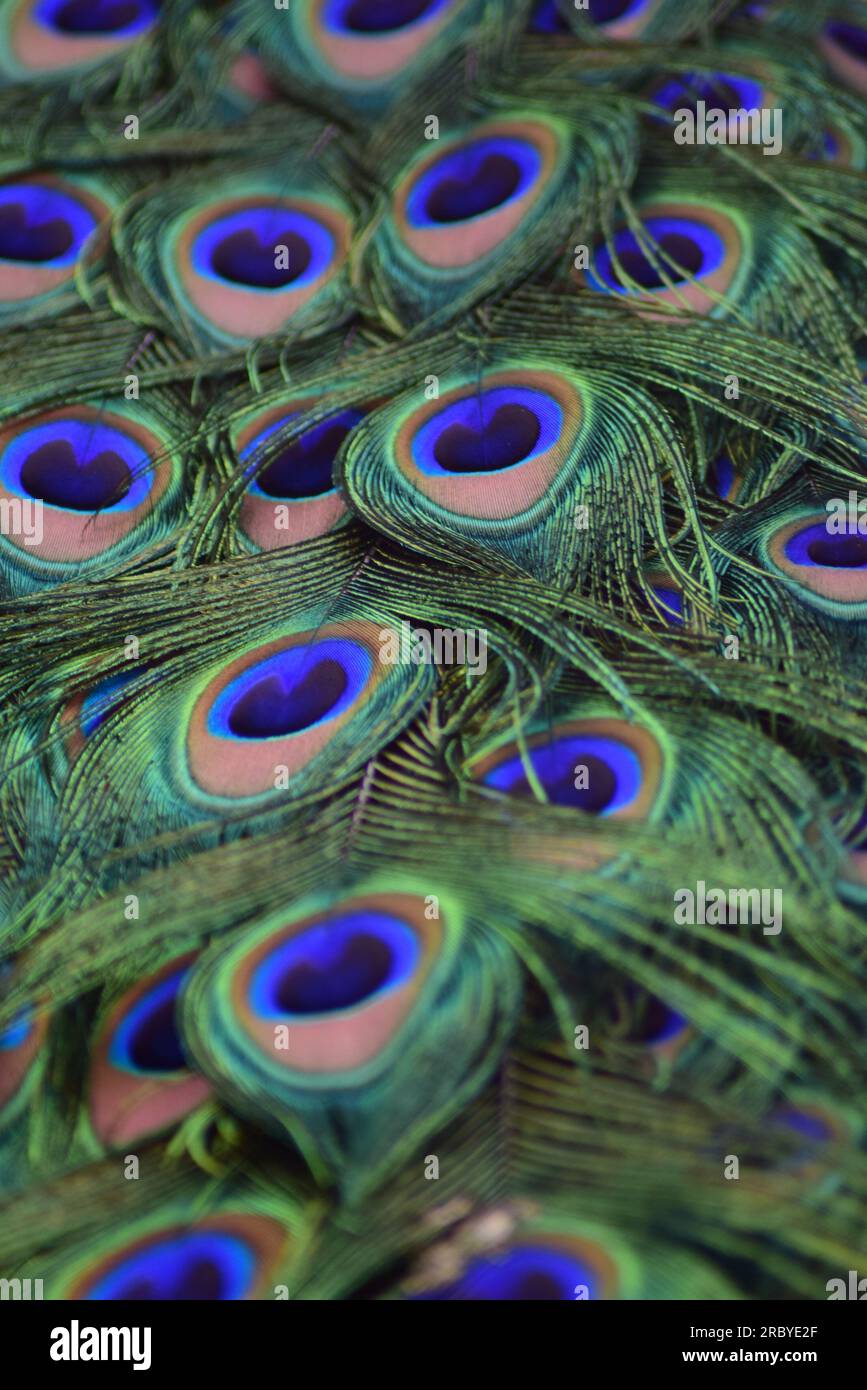 Peacock feathers background. Colorful pattern of peacock tail. Stock Photo