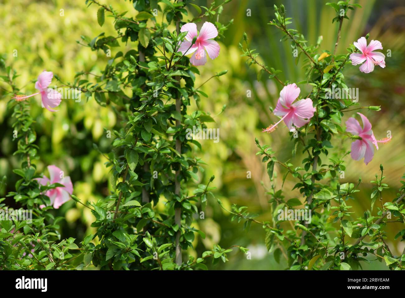 Hibiscus flowers in garden. Pink hibiscus flower bloom in spring season