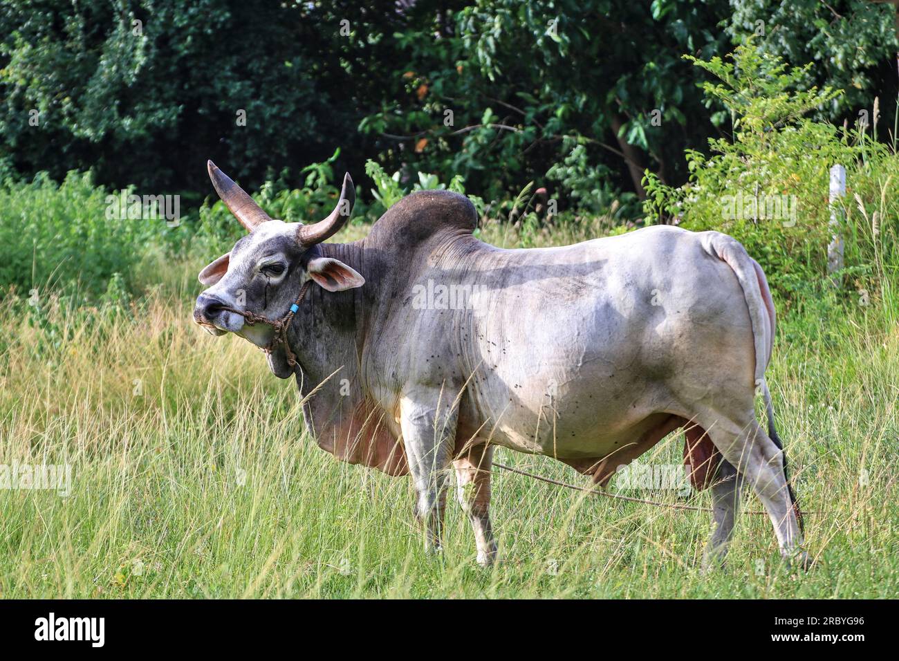 A white bull with large curved horns on its head. standing still in the grass Stock Photo