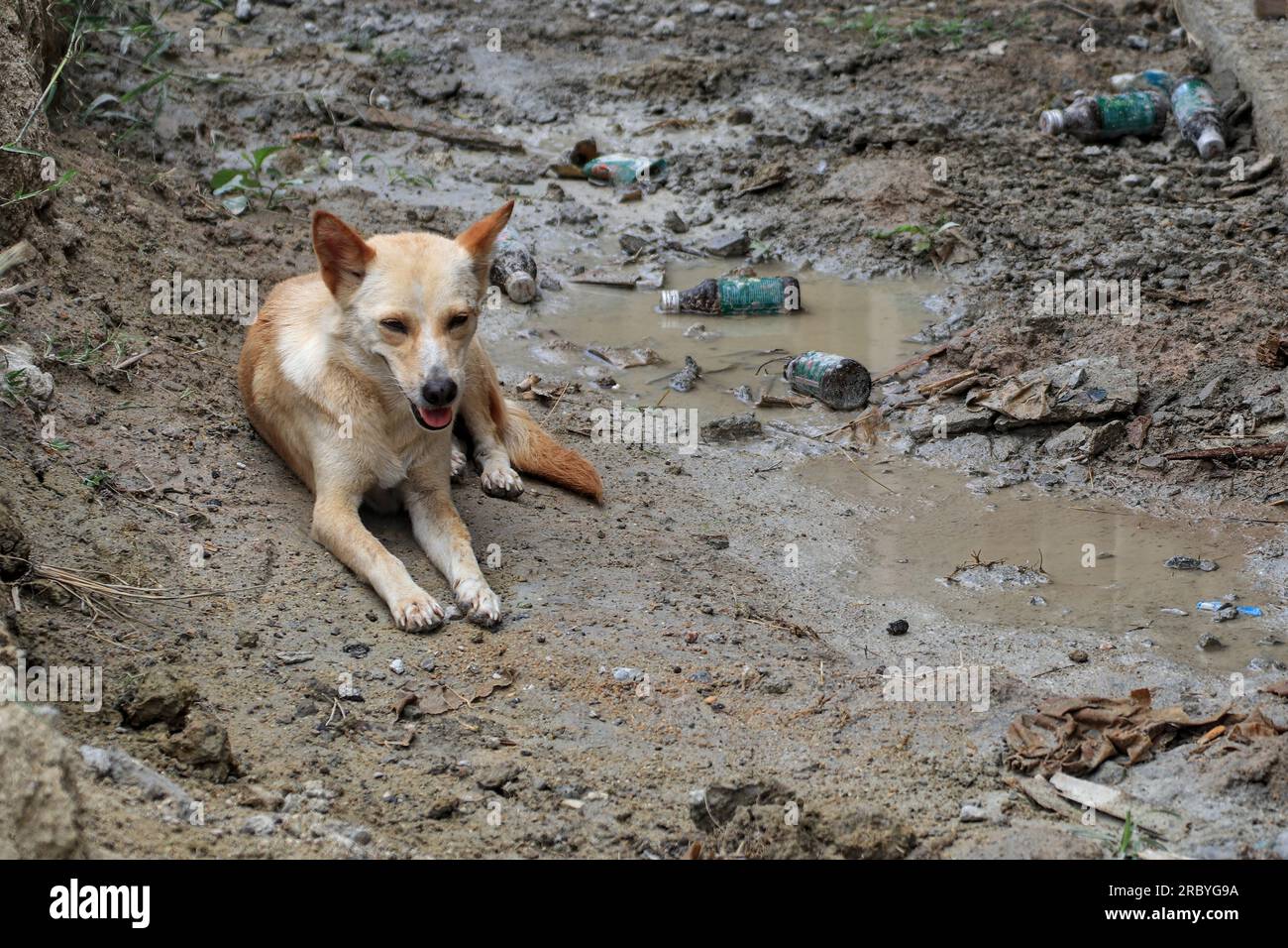 The dog lies in a puddle of water to cool off. Stock Photo