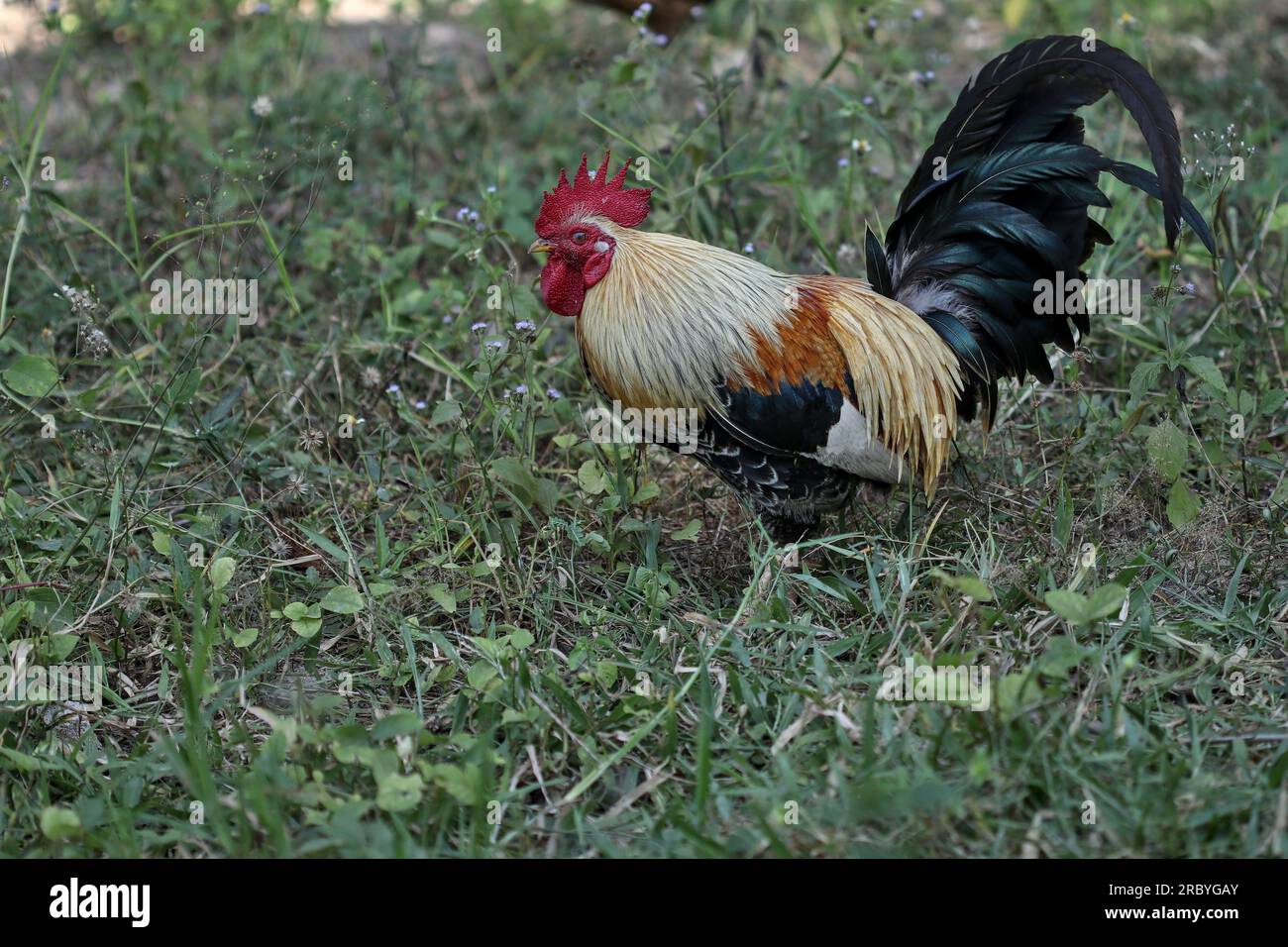 Bantam Ta Fang standing in the grass Stock Photo