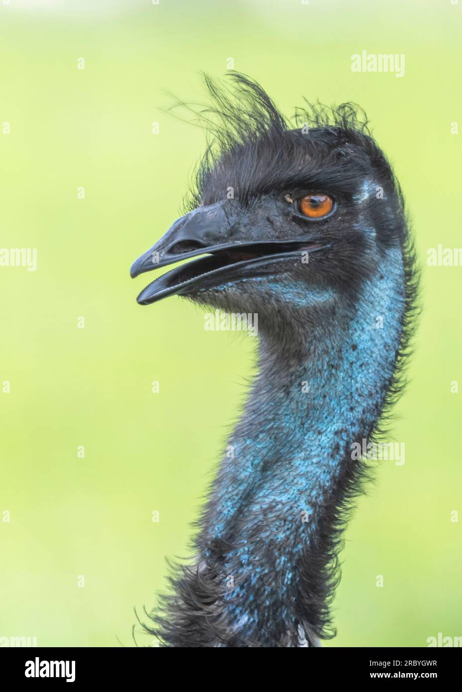 Emu ostrich Dromaius novaehollandiae close up of head with blue neck and orange eyes Stock Photo