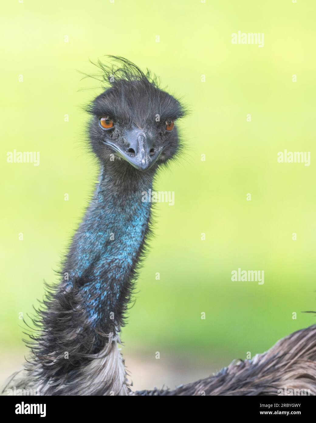Emu ostrich Dromaius novaehollandiae close up of head with blue neck and orange eyes Stock Photo