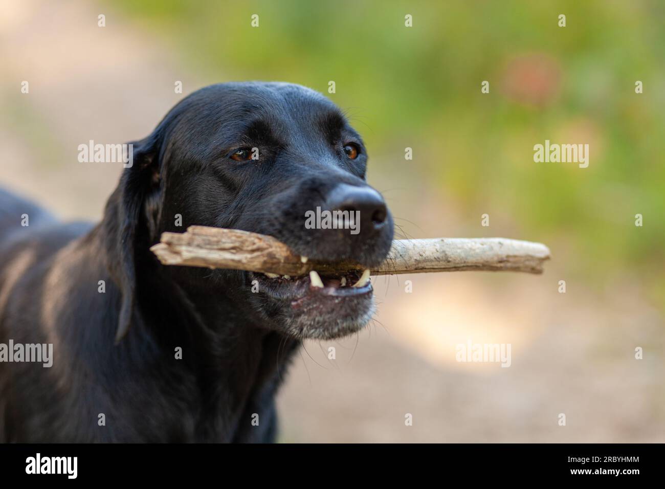 Portrait of black labrador retriever dog with stick in mouth Stock