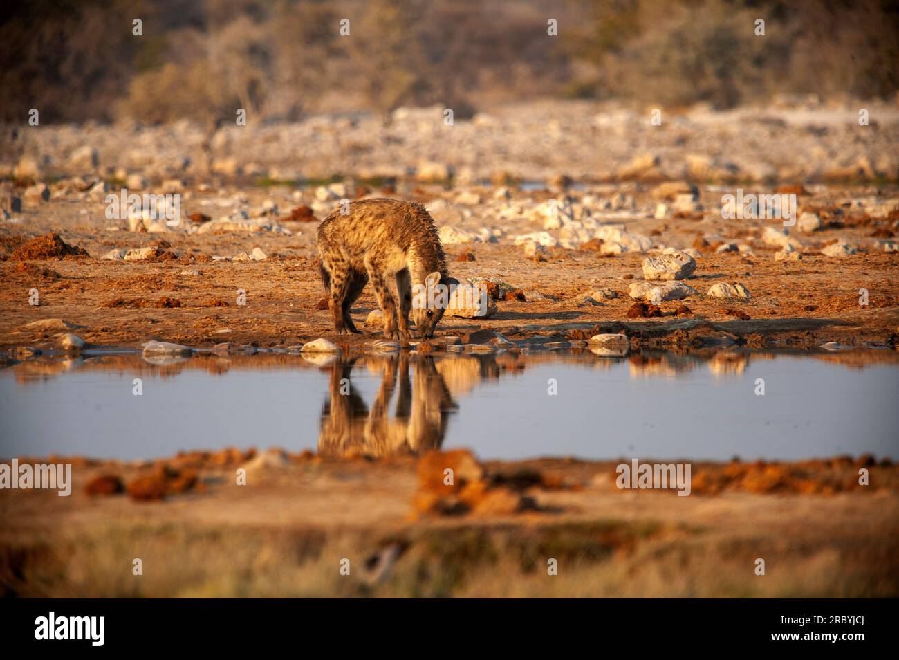 Spotted hiena drinking at Goas waterhole, Etosha National Park, Namibia Stock Photo