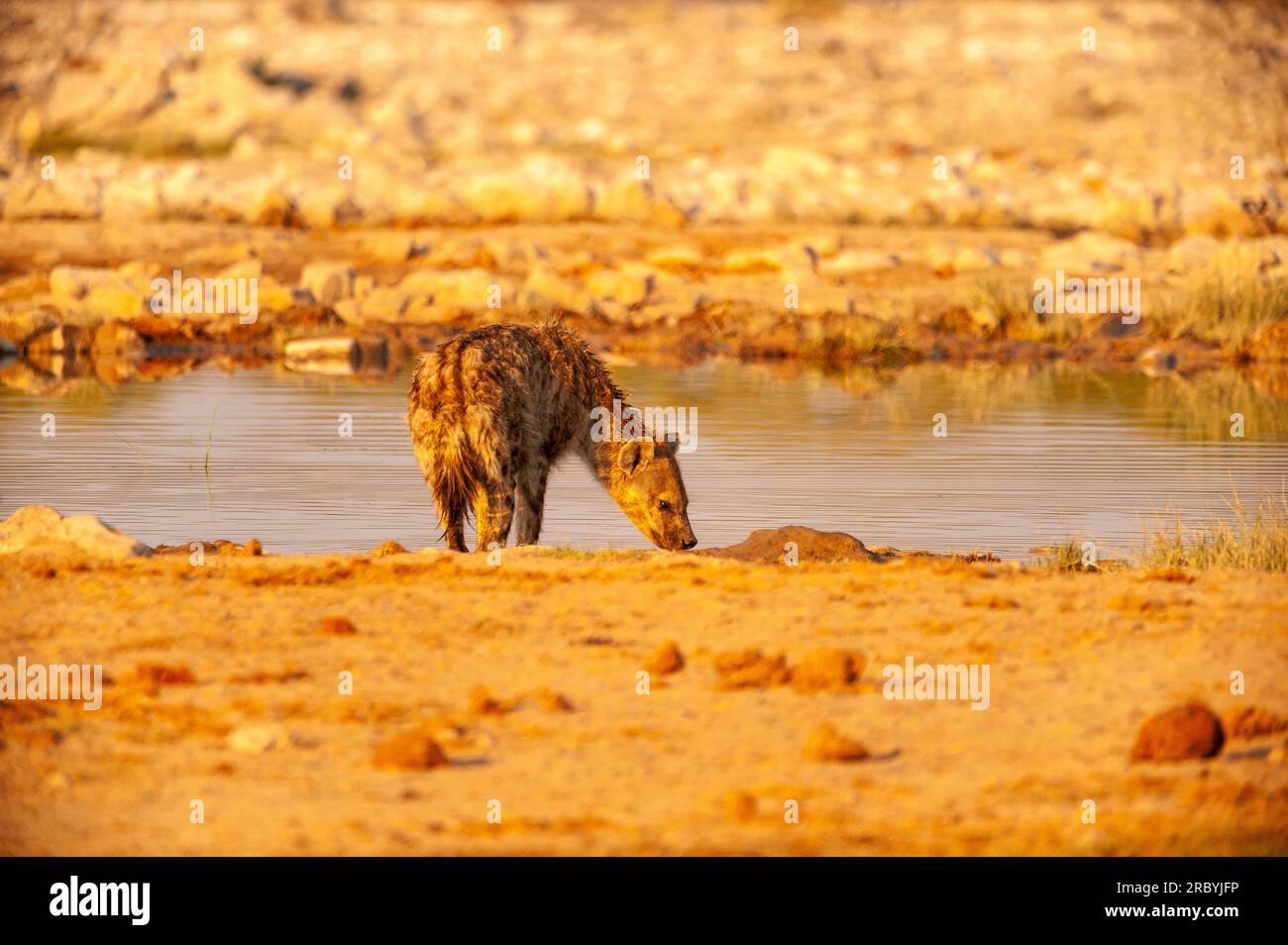 Spotted hiena wandering at Goas waterhole, Etosha National Park, Namibia Stock Photo
