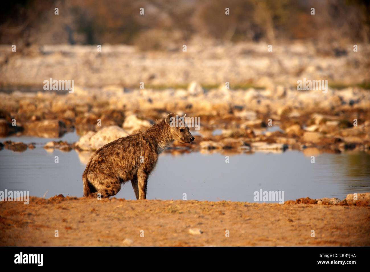 Spotted hiena wandering at Goas waterhole, Etosha National Park, Namibia Stock Photo