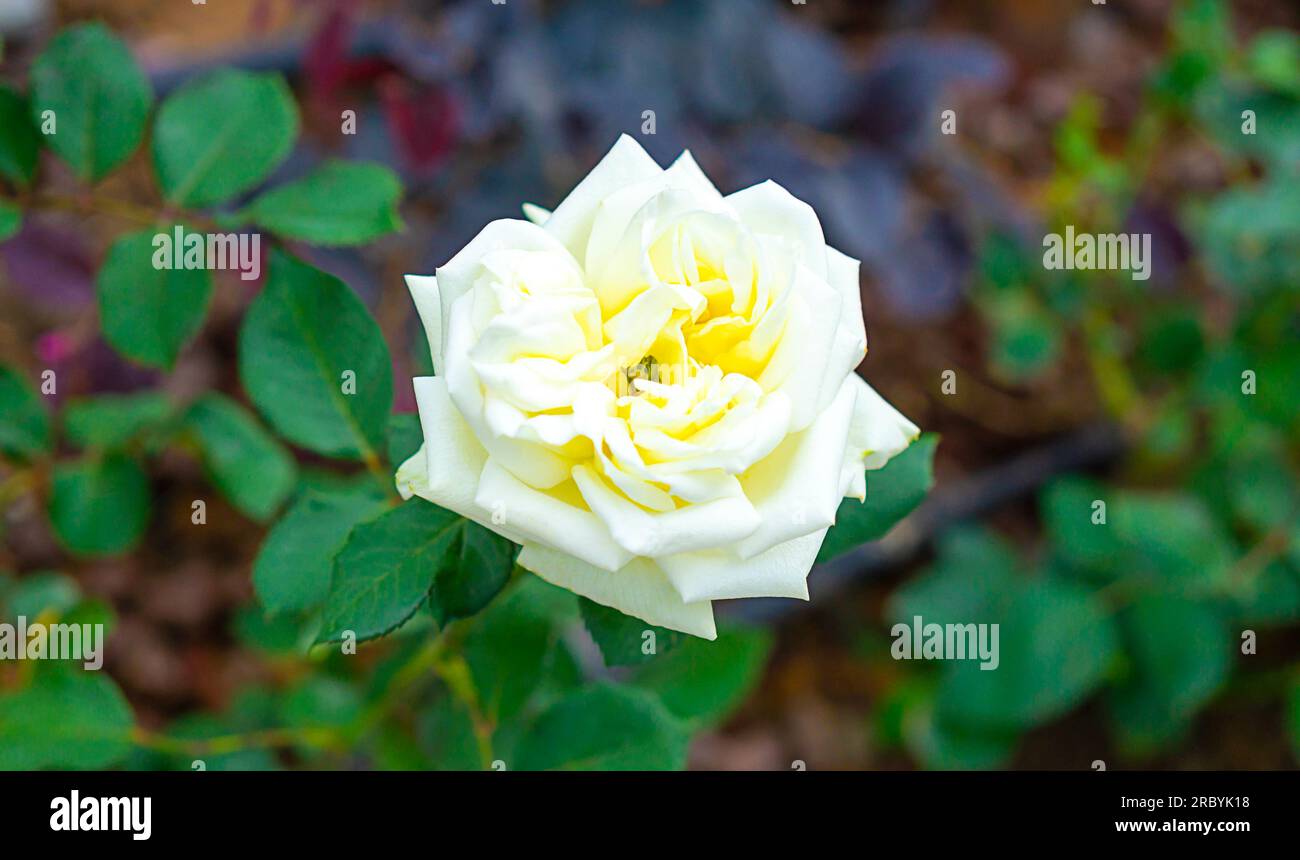 In this defocus photograph, a solitary white rose emerges as a timeless symbol of purity and elegance. Stock Photo