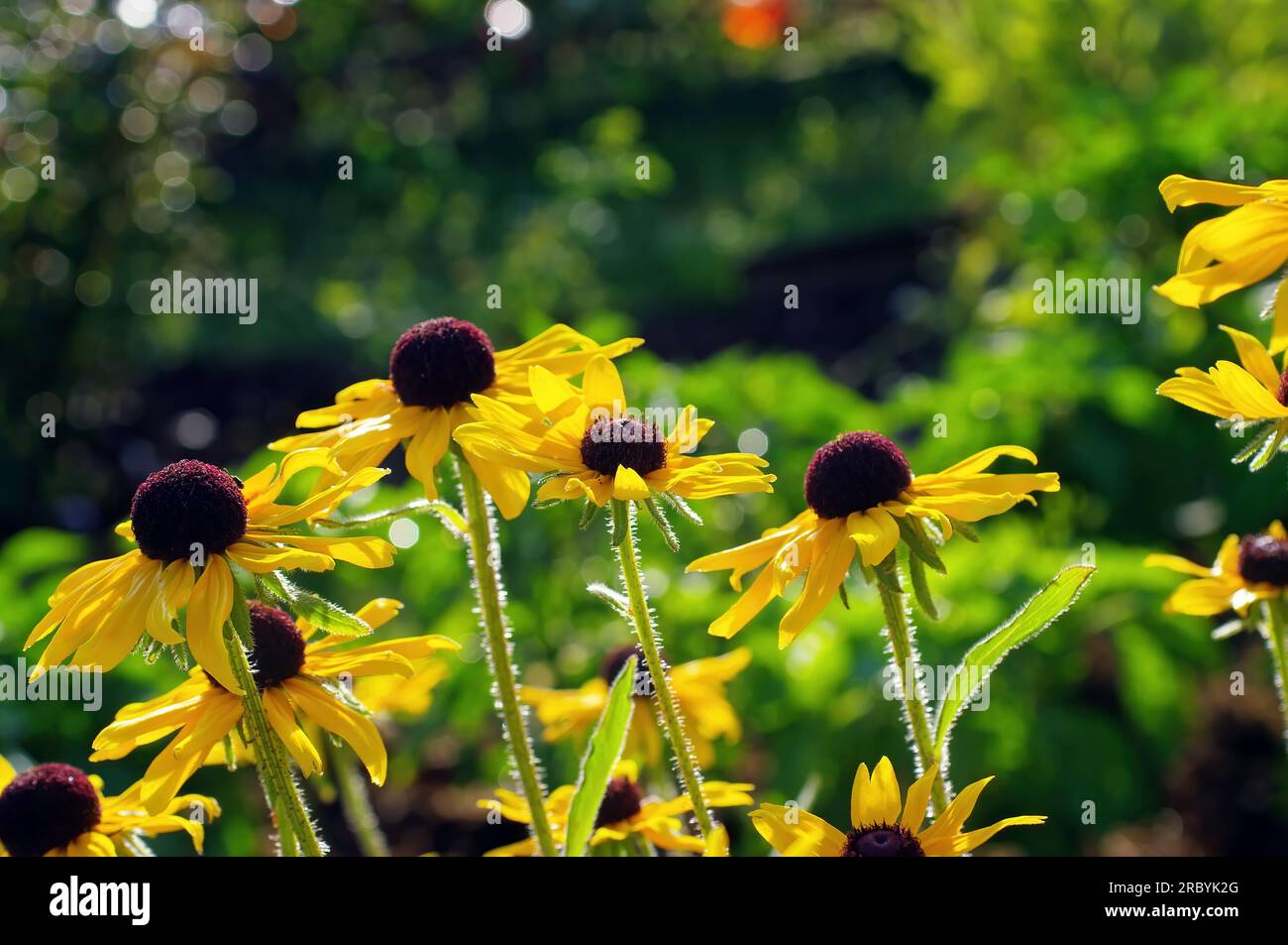 Bright flowers in the garden, in summer Stock Photo