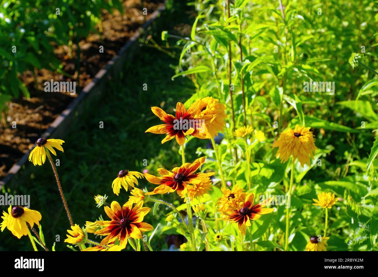 Bright flowers in the garden, in summer Stock Photo