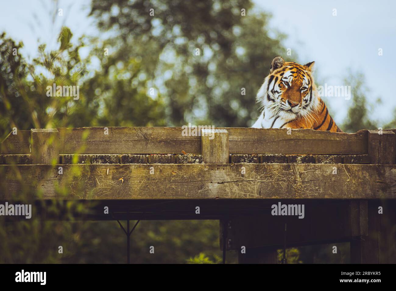 Amur Tiger Stock Photo