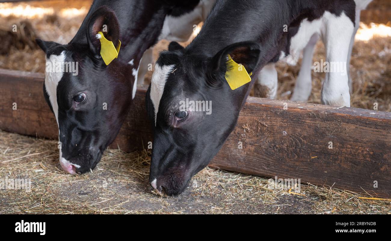 black and white calves feed inside barn on dutch farm in holland Stock ...