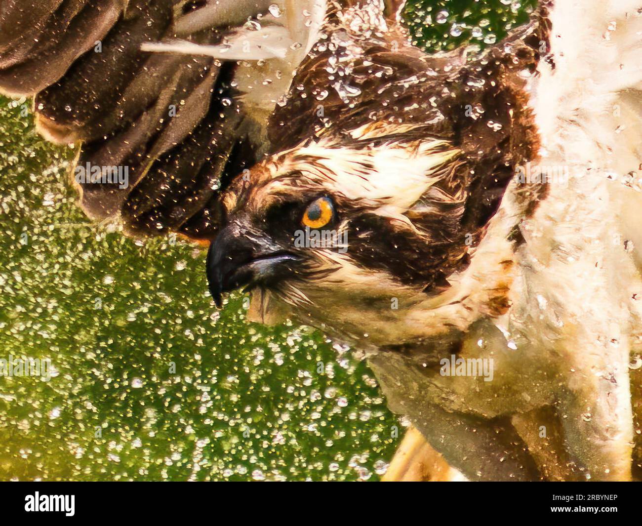Osprey close up at Horn Mill Trout Farm, Rutland Stock Photo Alamy