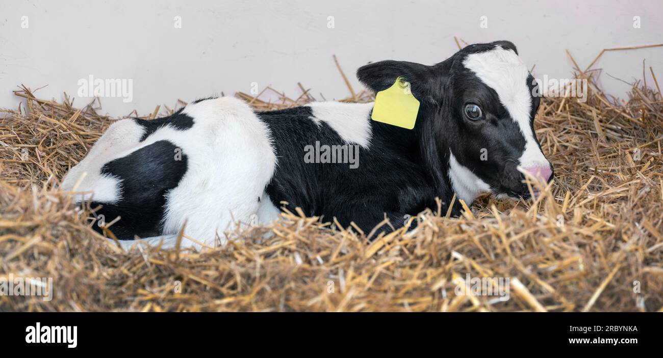 black and white spotted calf in straw Stock Photo - Alamy