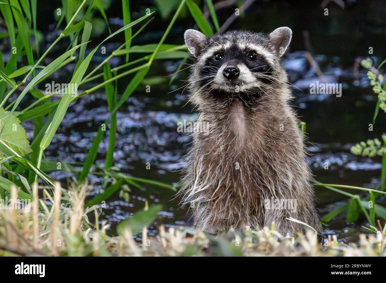 A Raccoon (Procyon lotor) in a backyard garden stands on its hind legs as it watches for danger. Raccoons are highly intelligent and adaptable animals Stock Photo