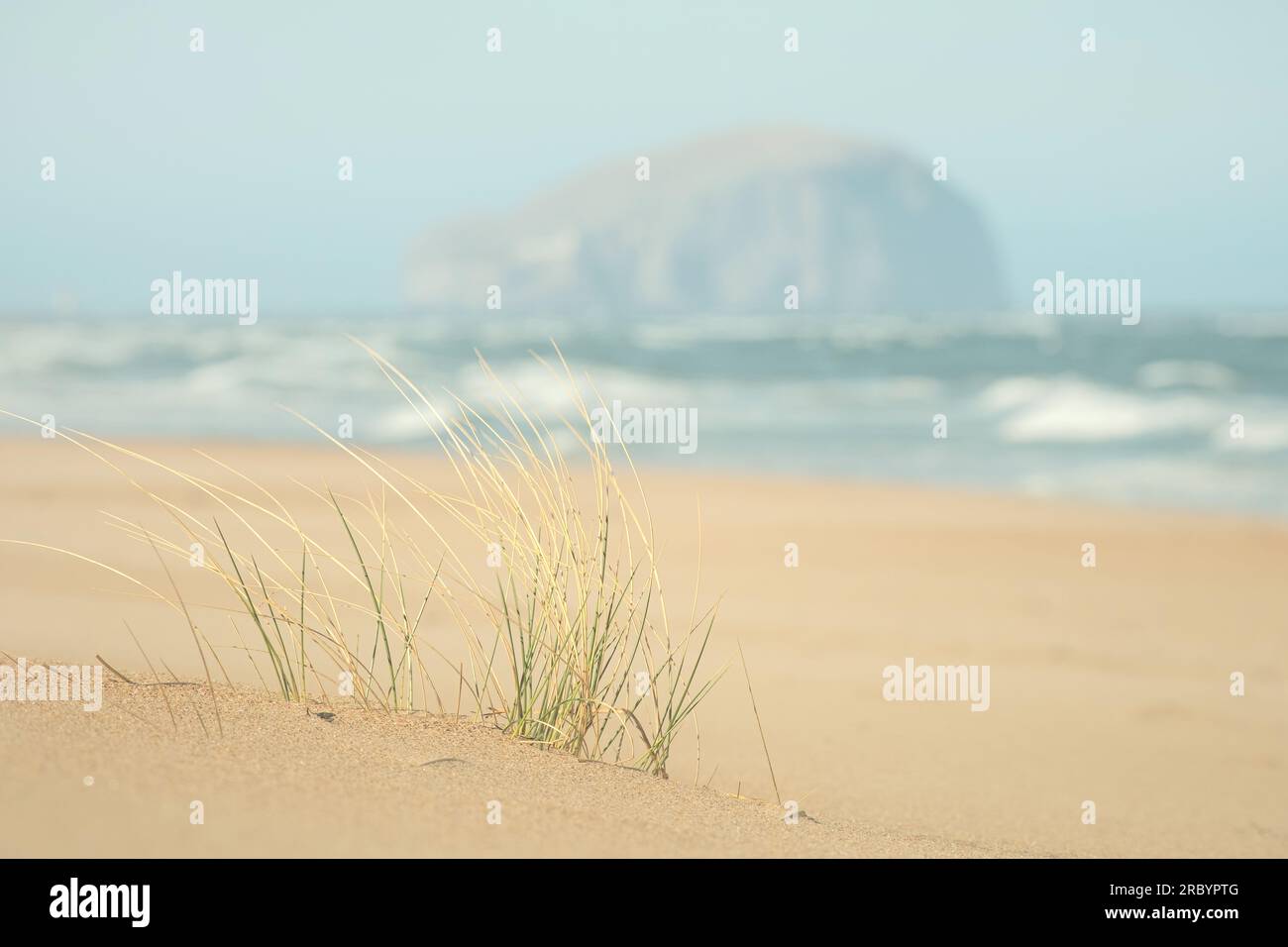 Grass on a sandy shore opposite a rocky island. Blurred background. The Bass Rock island in the Firth of Forth in the east of Scotland. Bass Rock, Scotland, United Kingdom Stock Photo