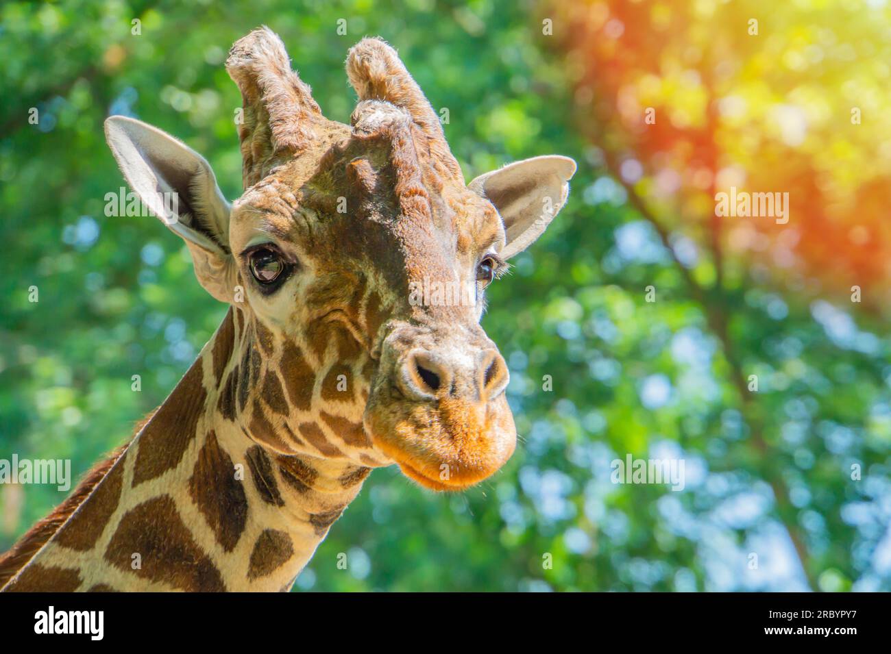Camouflage pattern w hi-res stock photography and images - Alamy