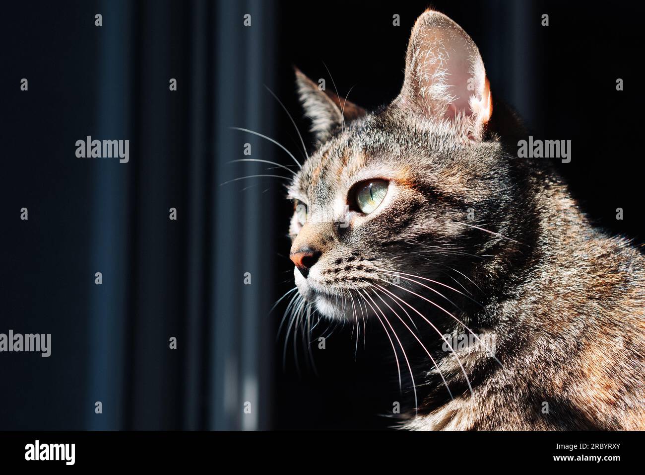 Mysterious portrait of tabby cat evoking an atmosphere of secrecy and