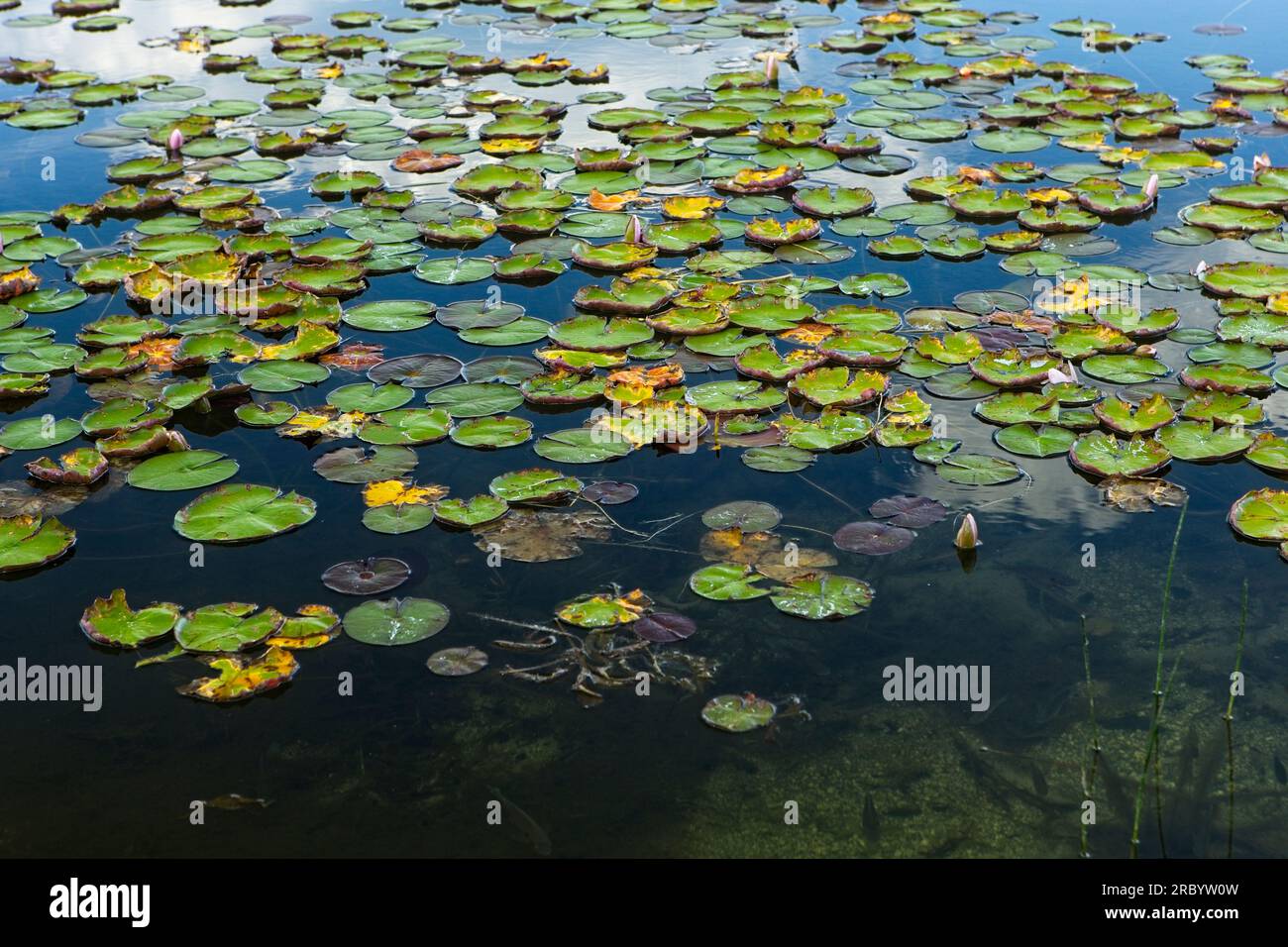 Lily pad floating on top hires stock photography and images Alamy