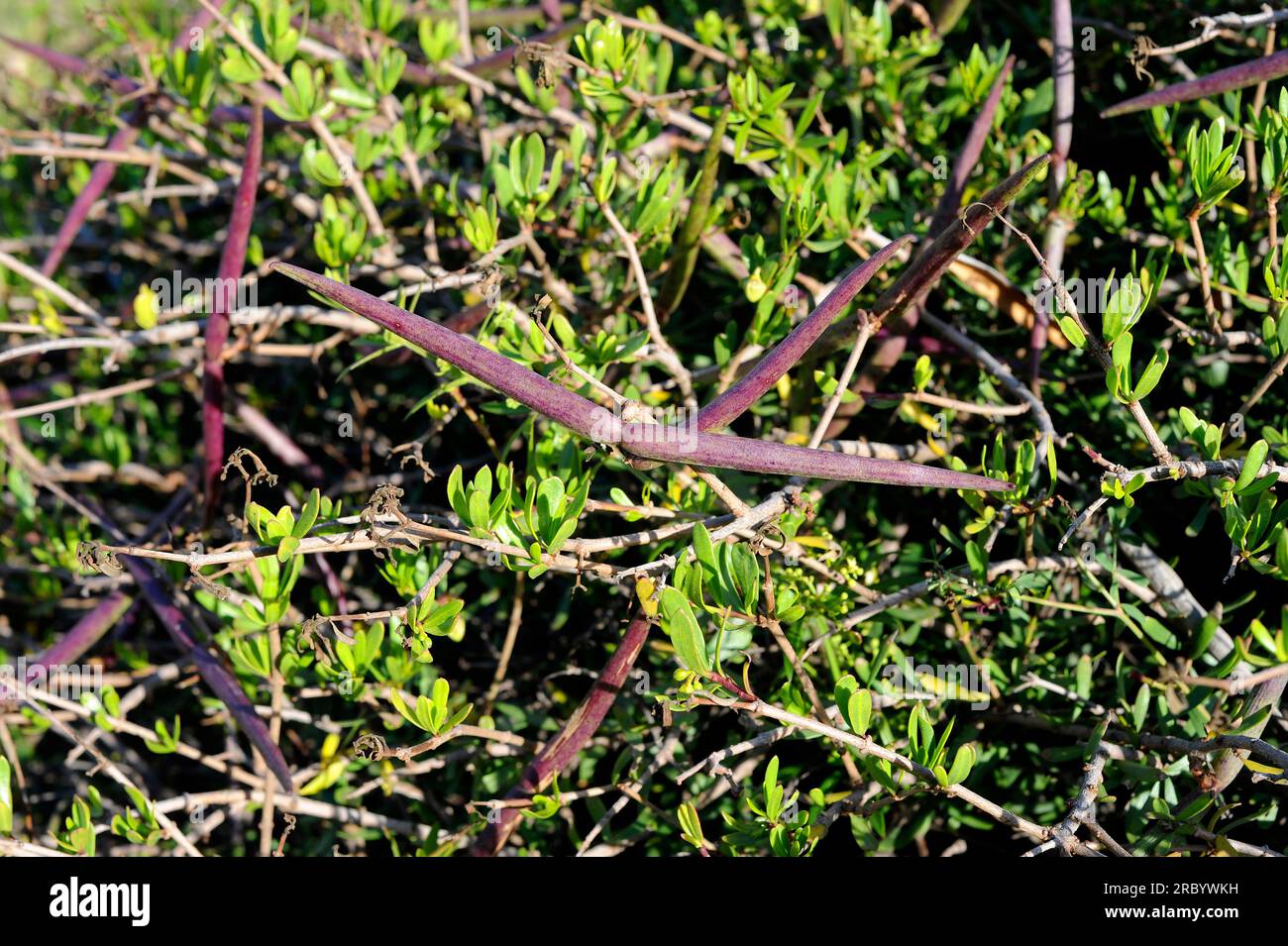 Wolfbane (Periploca angustifolia or Periploca laevigata) is an iberoafrican shrub native to southeastern Spain (Murcia and Almeria), Canary Islands, S Stock Photo