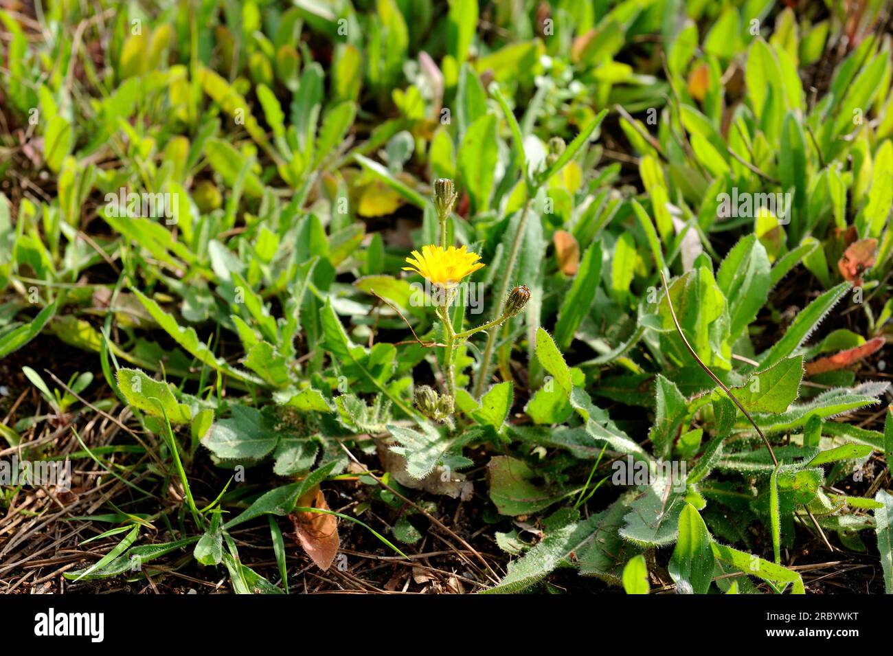 Picris willkommii is a rare annual herb in danger of extiction. Is a