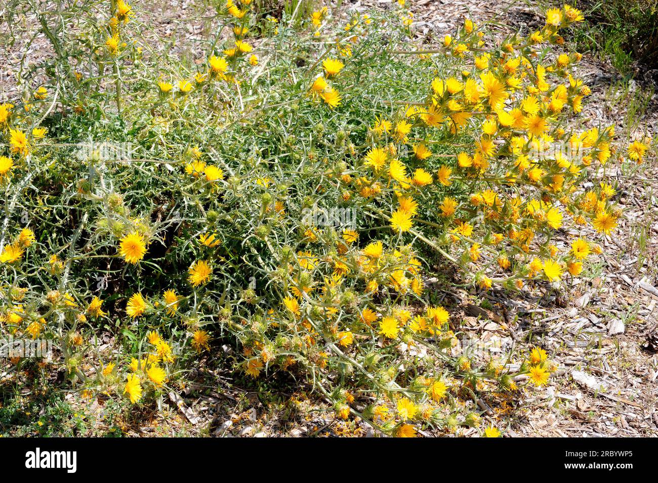 Scolymus grandiflorus is an annual or biennial plant native to north Africa, France and Italy. Angiosperms. Asteraceae. Stock Photo