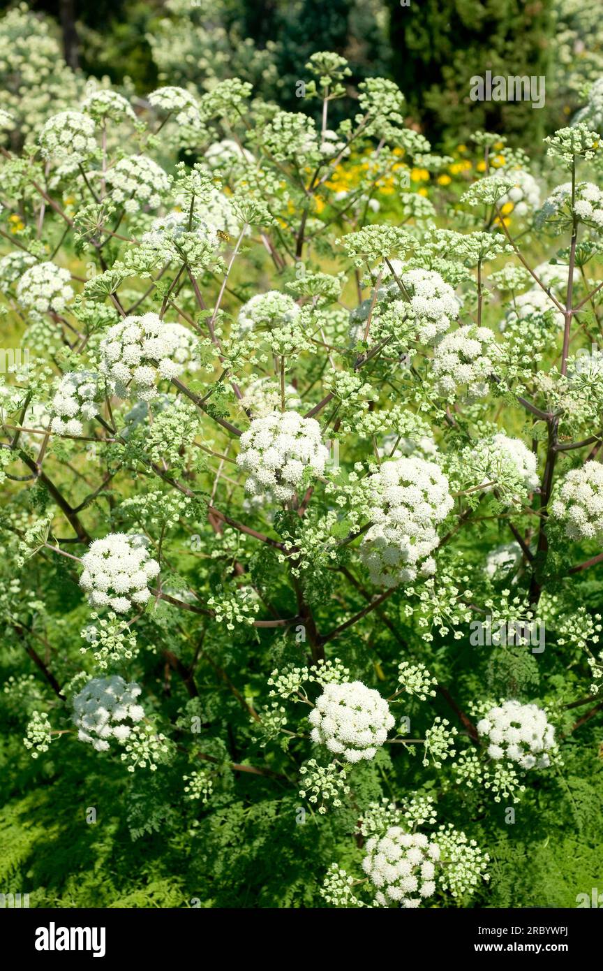 Athamanta sicula or Tinguarra sicula is a perennial herb native to Mediterranean region. Is a medicinal plant (antimicrobial). Angiosperms. Apiaceae. Stock Photo