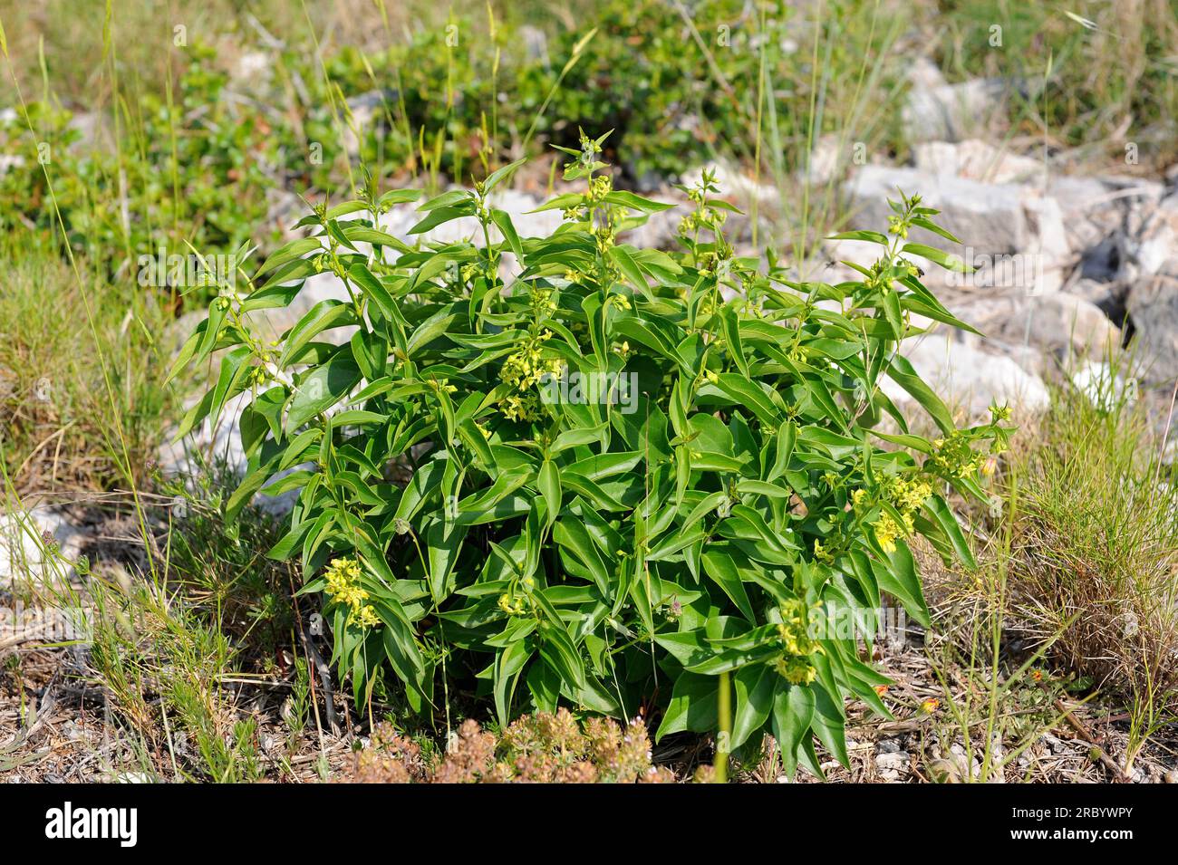 White swallow- wort (Vincetoxicum hirundinaria) is a perennial herb native to Europe and Asia. Grow especially in calcareous soils. It was used a medi Stock Photo