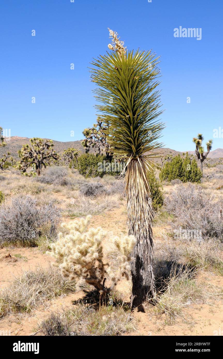 Mojave yucca or Spanish dagger (Yucca schidigera) is a medicinal small tree native to deserts of southeastern USA. Flowers, fruits and roots are edibl Stock Photo